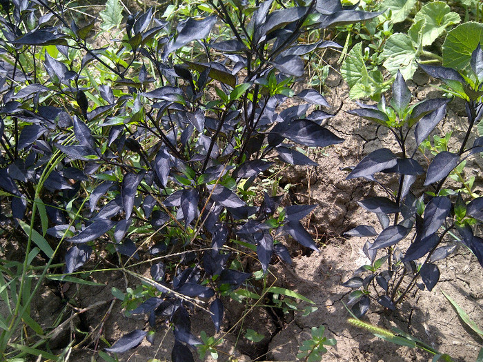 royal black - gradina 2012