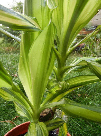 Dracaena Yellow Coast (2012, Aug.25) - Dracaena fr Yellow Coast