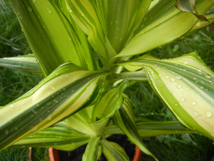 Dracaena Yellow Coast (2012, Aug.25)