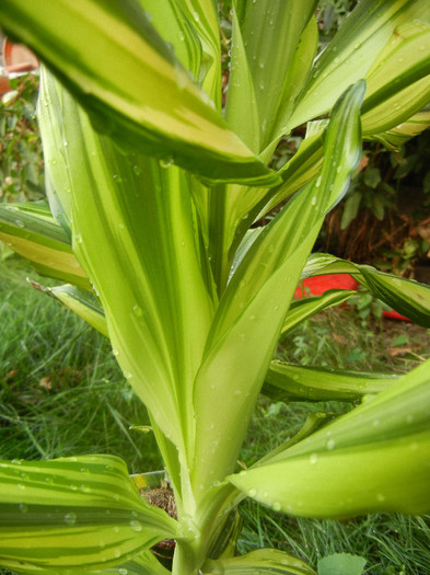 Dracaena Yellow Coast (2012, Aug.25)