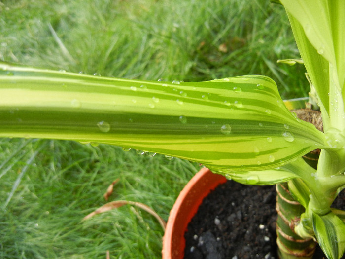 Dracaena Yellow Coast (2012, Aug.25)