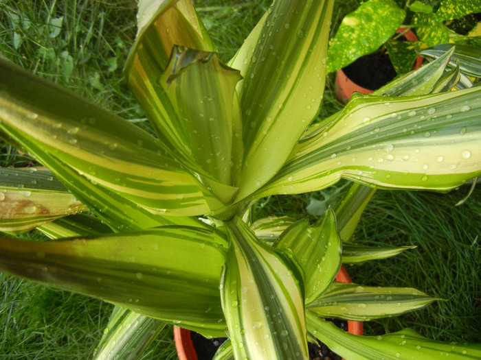 Dracaena Yellow Coast (2012, Aug.25) - Dracaena fr Yellow Coast