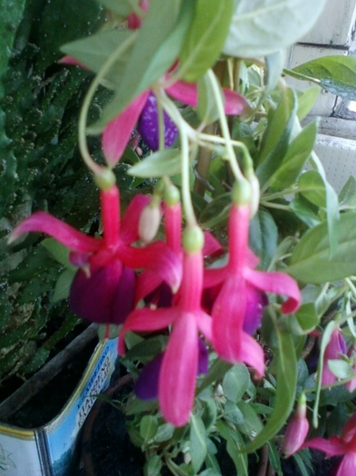 fuchsia rosu cu mov