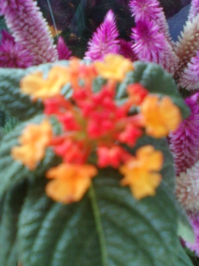 lantana camara