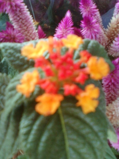 lantana camara