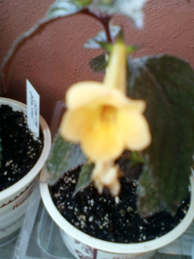achi yellow beauty - august 2012-1