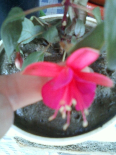 fuchsia rosu cu ciclam - august 2012-1