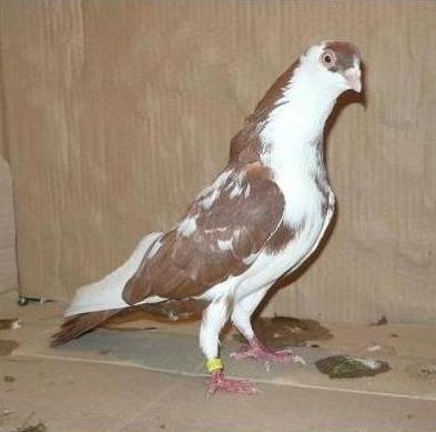 Dat in Iasi la Ivanov Fanica - D- Porumbei JUCATORI DE GALATI VANDUTI Album 1