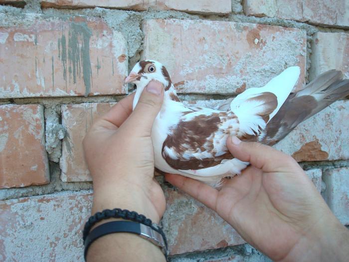 Dat in Iasi la Ivanov Fanica - D- Porumbei JUCATORI DE GALATI VANDUTI Album 1