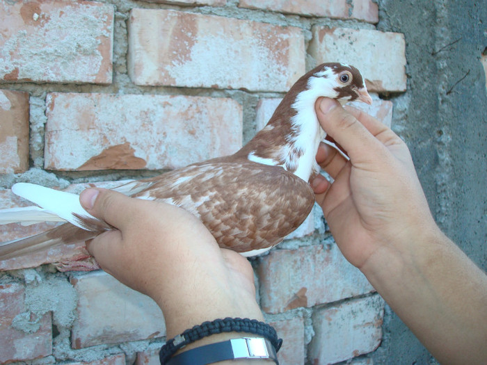 Dat in Iasi la Ivanov Fanica - D- Porumbei JUCATORI DE GALATI VANDUTI Album 1