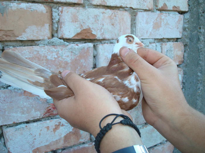 Data in Iasi la Ivanov Fanica - D- Porumbei JUCATORI DE GALATI VANDUTI Album 1