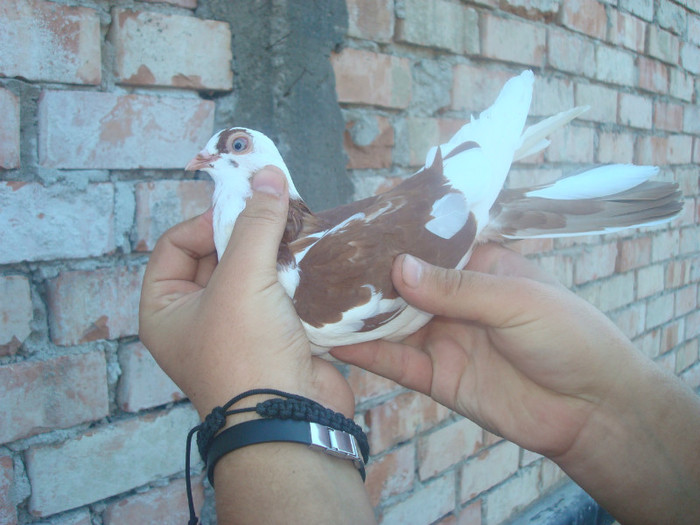 Dat in Iasi la Ivanov Fanica - D- Porumbei JUCATORI DE GALATI VANDUTI Album 1