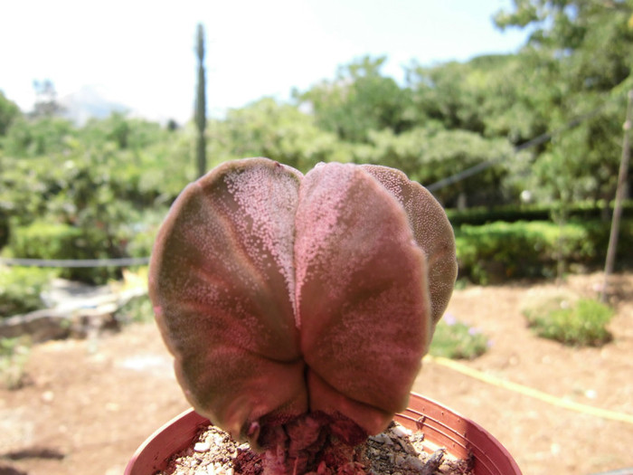 Astrophitum myriostigma