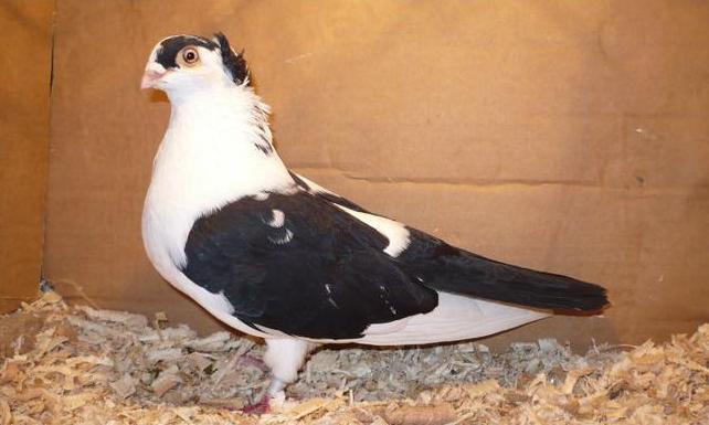 Data in Iasi la Ivanov Fanica - D- Porumbei JUCATORI DE GALATI VANDUTI Album 1