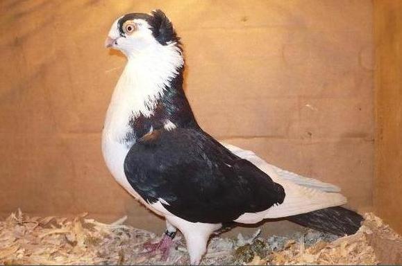 Dat in Iasi la Ivanov Fanica - D- Porumbei JUCATORI DE GALATI VANDUTI Album 1