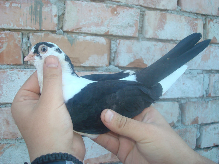 Dat in Iasi la Ivanov Fanica - D- Porumbei JUCATORI DE GALATI VANDUTI Album 1