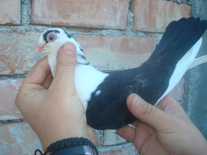 Data in Iasi la Ivanov Fanica - D- Porumbei JUCATORI DE GALATI VANDUTI Album 1