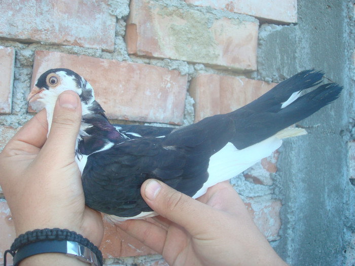 Dat in Iasi la Ivanov Fanica - D- Porumbei JUCATORI DE GALATI VANDUTI Album 1