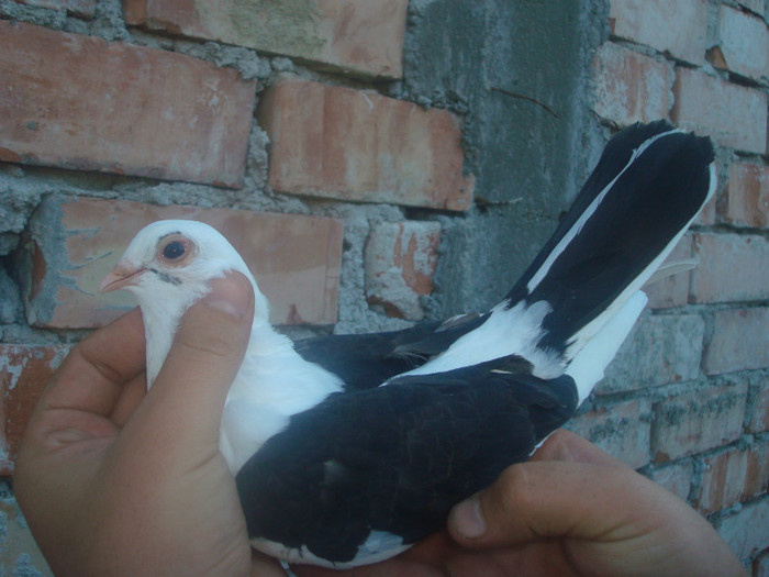 Data in Iasi la Ivanov Fanica - D- Porumbei JUCATORI DE GALATI VANDUTI Album 1