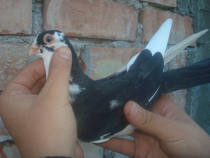 Dat in Iasi la Ivanov Fanica - D- Porumbei JUCATORI DE GALATI VANDUTI Album 1