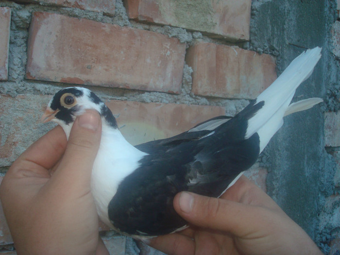 Data in Iasi la Ivanov Fanica - D- Porumbei JUCATORI DE GALATI VANDUTI Album 1