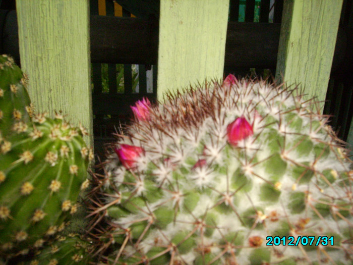 IMG_0543 - Cactusi si flori in ghivece