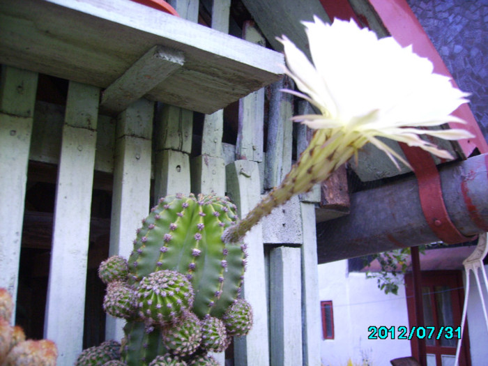 IMG_0542 - Cactusi si flori in ghivece