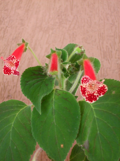 DSCF2492 - Kohleria