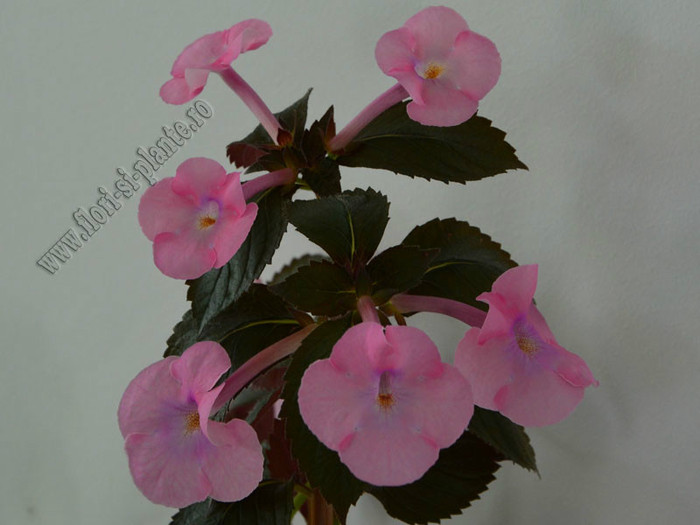 Achimenes Simbirochka - ACHIMENES II