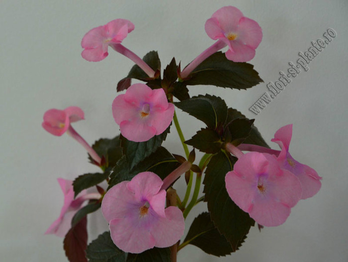 Achimenes Simbirochka 7 - ACHIMENES II