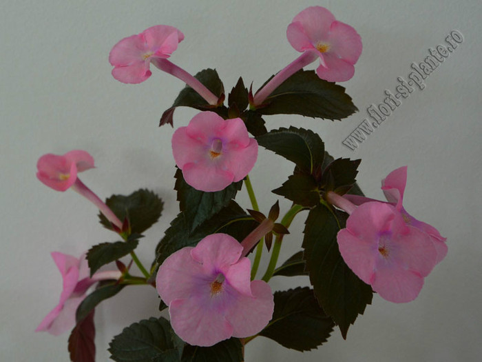 Achimenes Simbirochka - ACHIMENES II