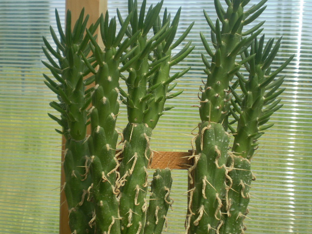 Austrocylindropuntia subulata - Austrocylindropuntia