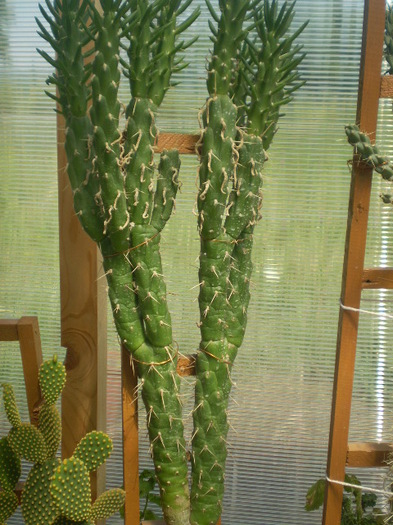 Austrocylindropuntia subulata - Austrocylindropuntia