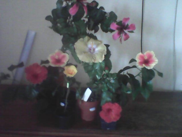 Hibiscus grup