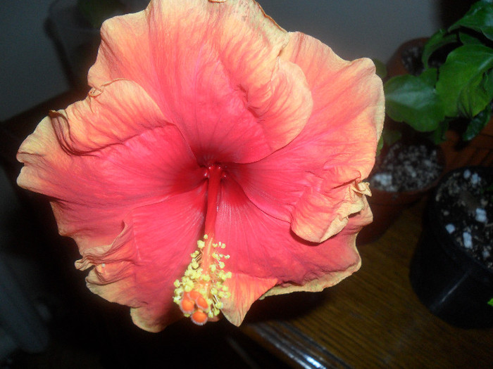 Hibiscus Junes Dragon