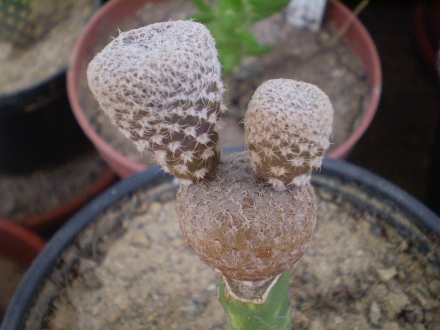 Austrocylindropuntia puna clavaroides - Austrocylindropuntia