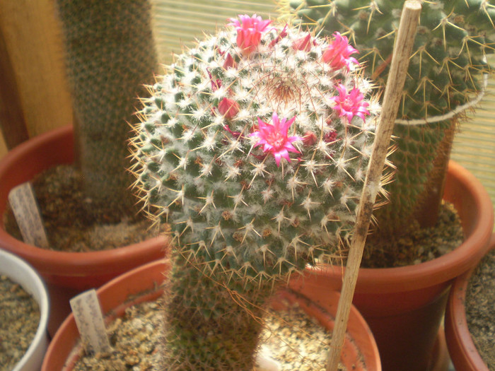 Mammillaria backebergeriana