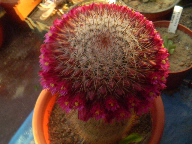 Mammillaria backebergeriana ssp. ernesti - Mamm 2012