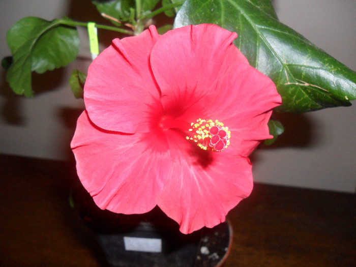 Hibiscus Helene