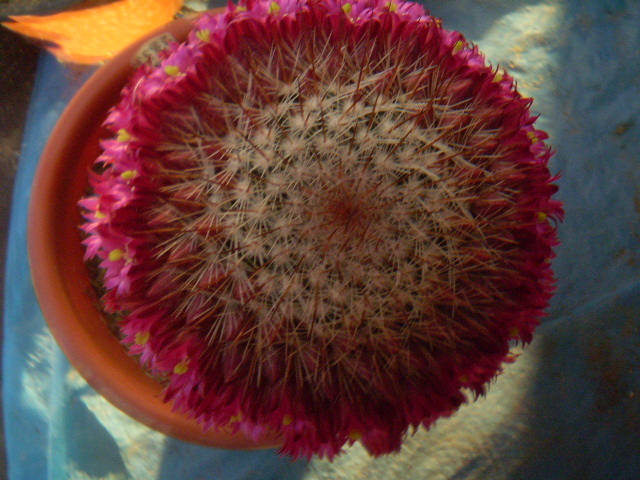 Mammillaria backebergeriana ssp. ernesti - Mamm 2012