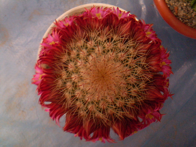 Mammillaria backebergeriana ssp. ernesti - Mamm 2012