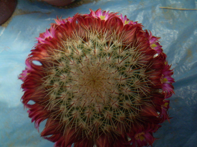 Mammillaria bella - Mamm 2012