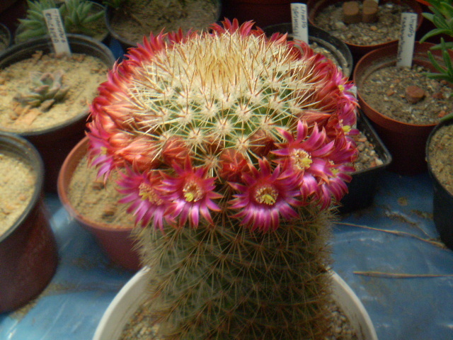 Mammillaria bella - Mamm 2012