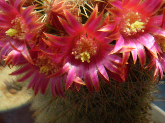 Mammillaria bella - Mamm 2012