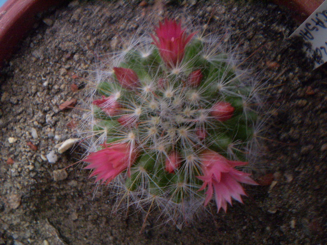 Mammillaria bocasana v. roseiflora - Mamm 2012