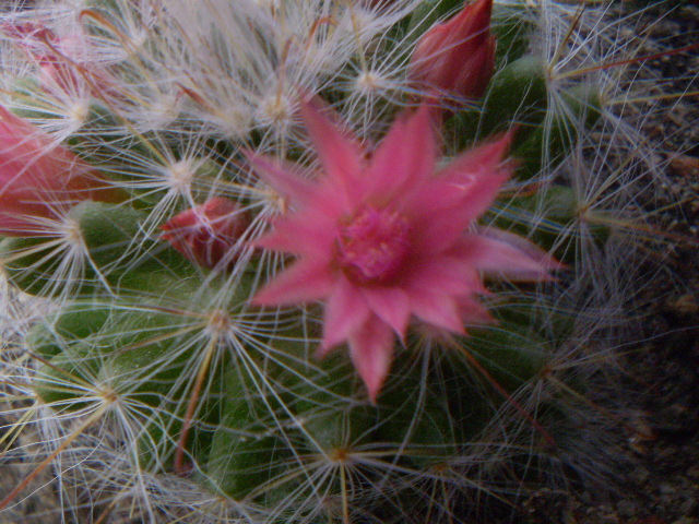 Mammillaria bocasana v. roseiflora - Mamm 2012