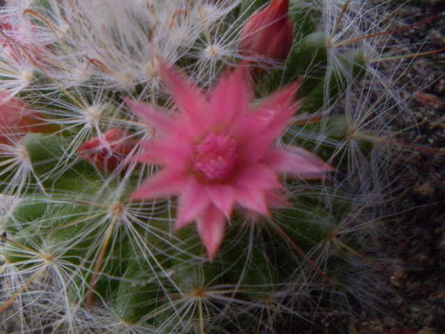 Mammillaria bocasana v. roseiflora - Mamm 2012