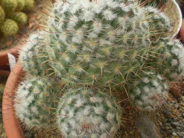 Mammillaria bombycina - Mamm 2012