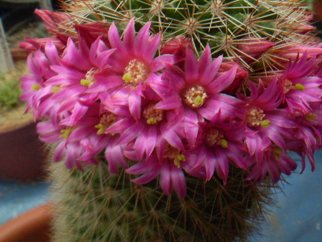 Mammillaria columbiana - Mamm 2012