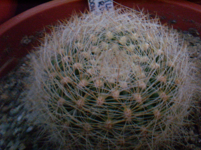 Mammillaria deherdtiana ssp. donsonii - Mamm 2012